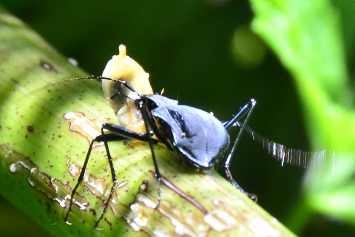 Beetle eating a small Banana Slug