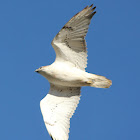 Ferruginous Hawk (juvenile)