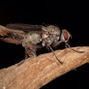 Tachinid fly