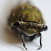 Superb Dog-Day Cicada