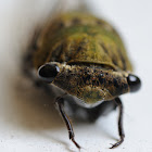 Superb Dog-Day Cicada