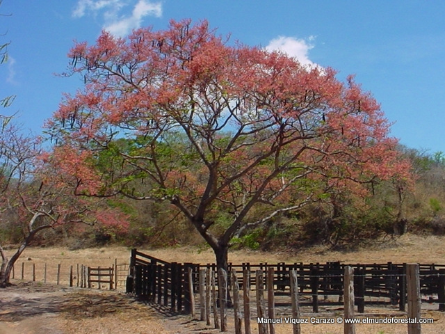 carao or sandal tree