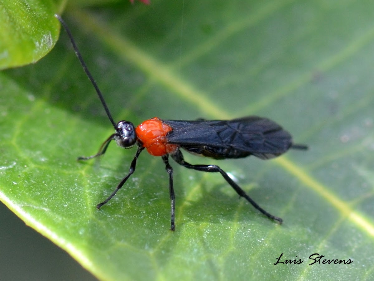 Braconid wasp