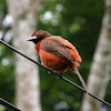 Crimson-back tanager