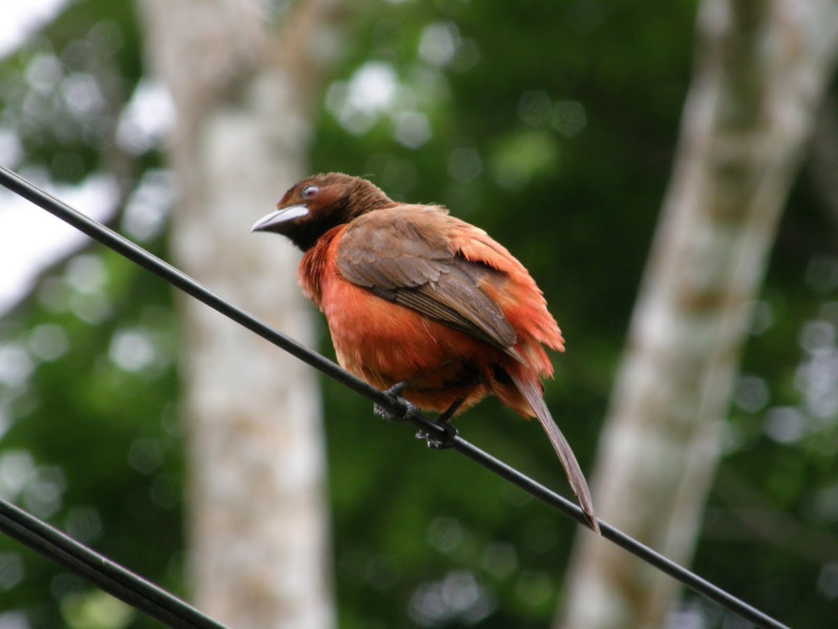 Crimson-back tanager