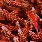 Pixy/Coral hawkfish on acroporid