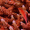 Pixy/Coral hawkfish on acroporid