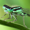 Eastern Forktail