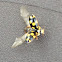 14- spot Ladybird