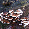 Polypore mushroom