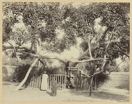 Boom van Maria, El Matareya