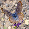 Mariposa azul de cola larga