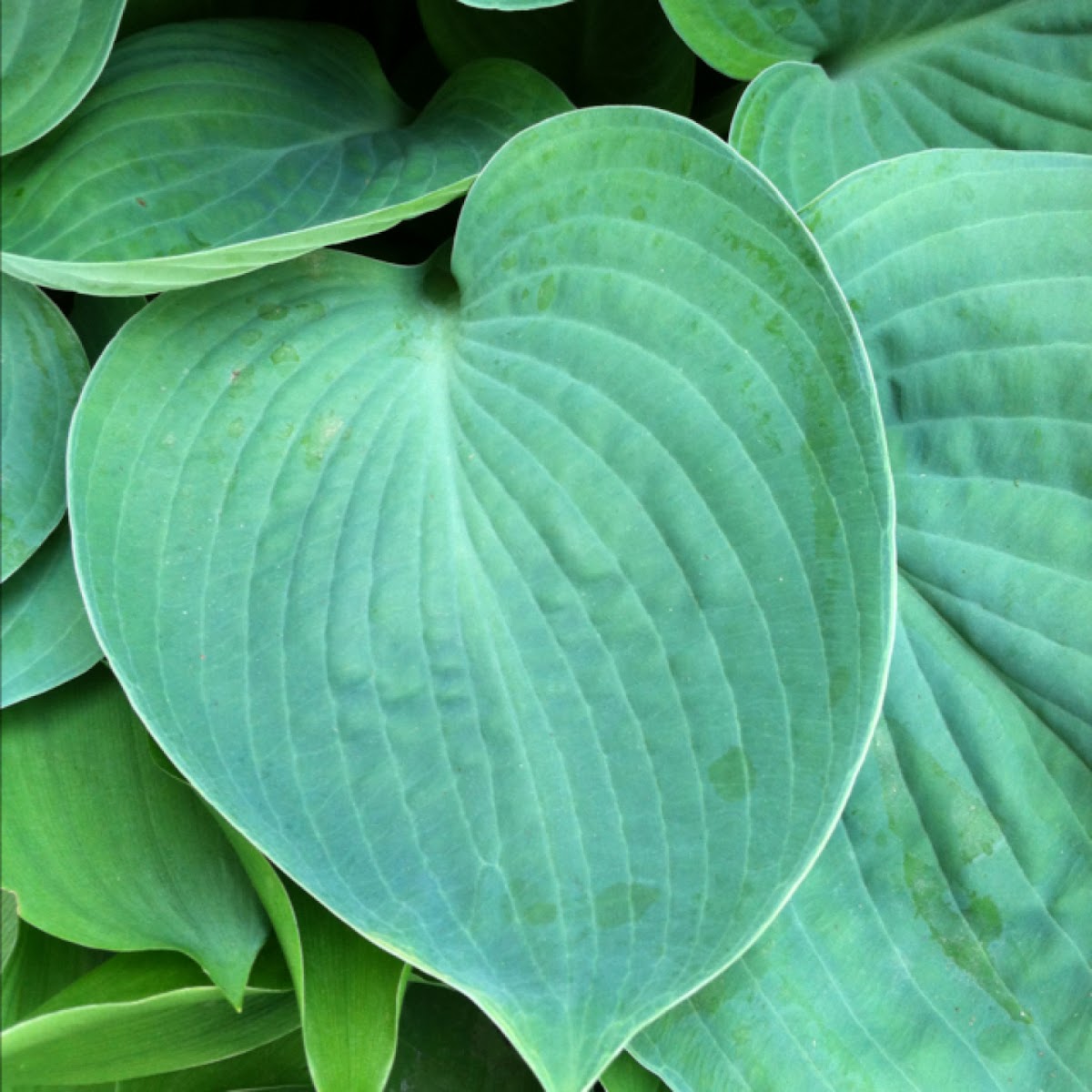 Tracy's Emerald Cup Hosta