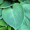 Tracy's Emerald Cup Hosta