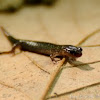 Leadback Salamander