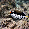 ClownTriggerfish