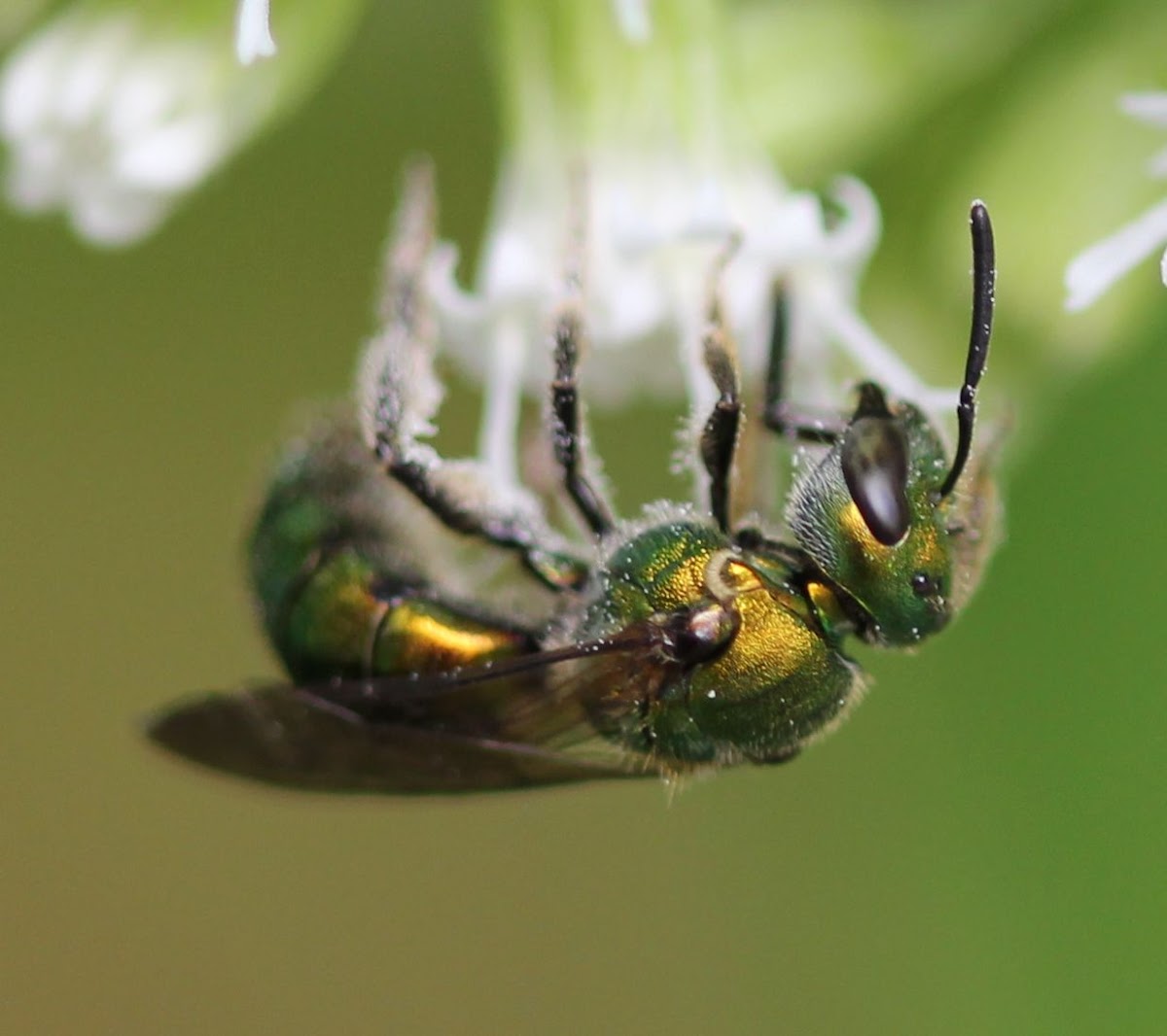 golden bee with green