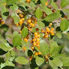 Yaupon Holly     yellow berried