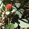 wild strawberry