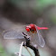 Ruddy Marsh Skimmer (Male)