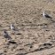 Ring-billed Gulls and Laughing Gull