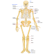 Chiropractic Glossary