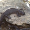 Streamside salamander