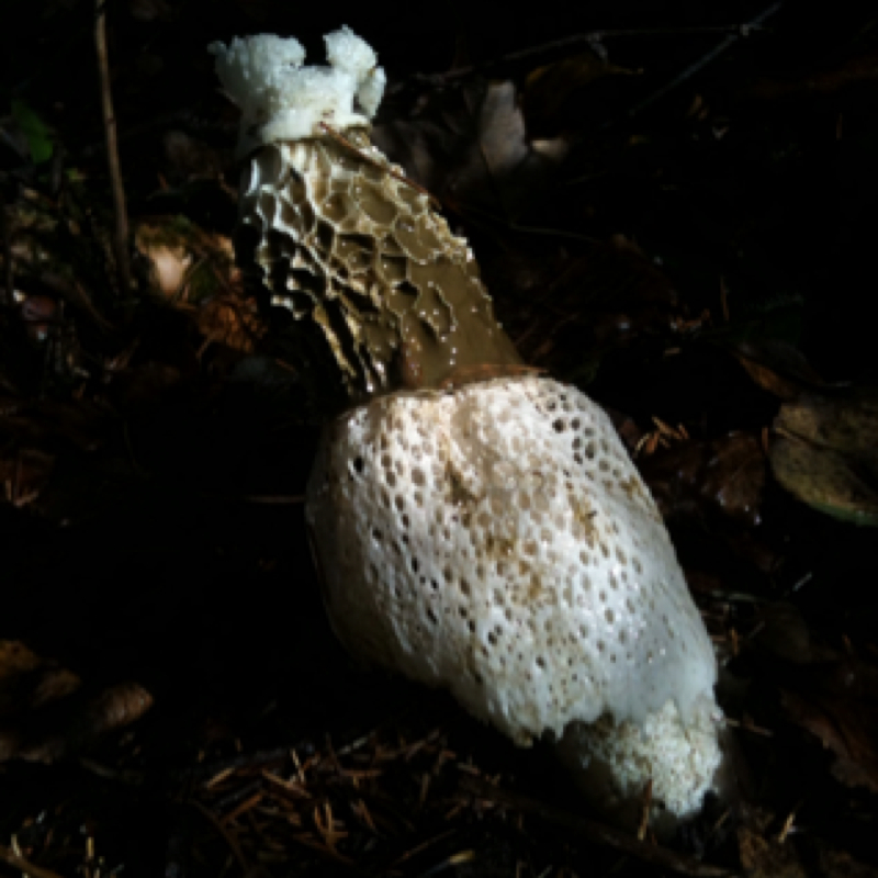 Bridal veil fungus