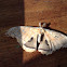 Polyphemus moth