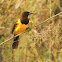 Yellow-Rumped Marshbird