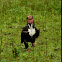 Asian King vulture