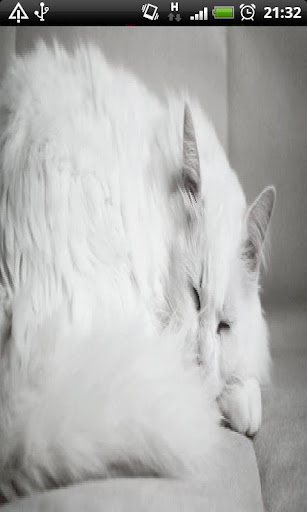 White Cat Live Wallpaper