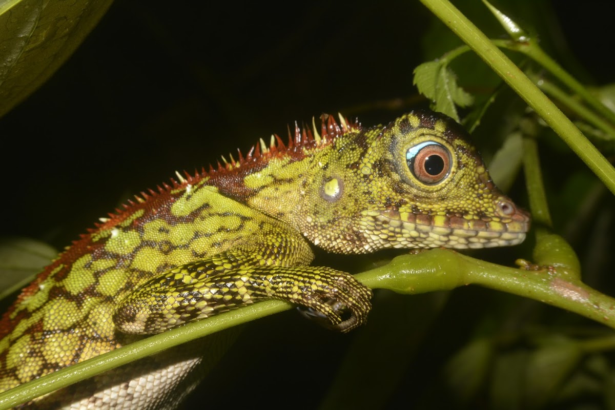 Borneo Forest Dragon/Borneo Anglehead Lizard