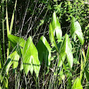 Broad-Leaf Arrowhead