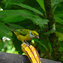 Silver throated Tanager