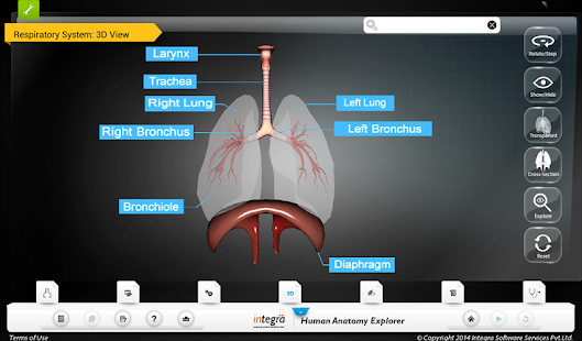 Lastest Human Anatomy Explorer APK for Android