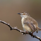 Plain Prinia