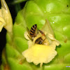 western honey bee or European honey bee (Apis mellifera)