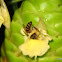 western honey bee or European honey bee (Apis mellifera)