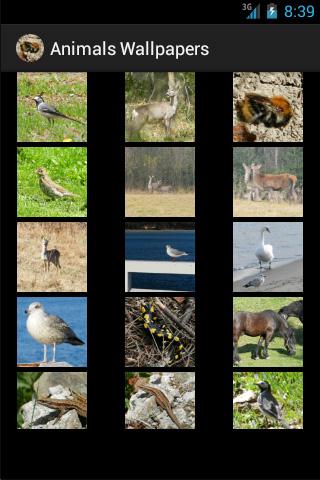 Wallpapers Animals