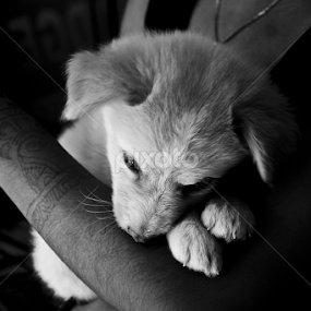 relation by Srimanta Ray - Animals - Dogs Portraits