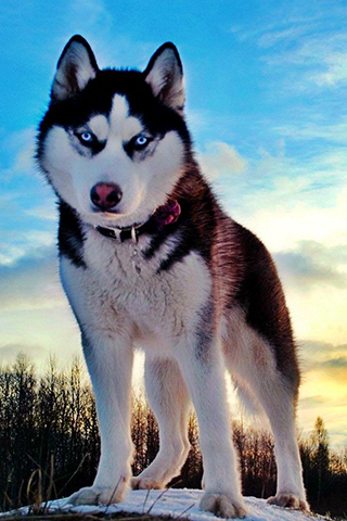 Siberian Husky Wallpapers