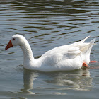 domestic goose; oca común