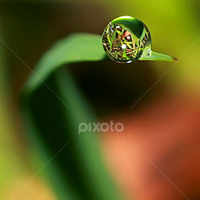 by Luxmen 46 - Nature Up Close Natural Waterdrops