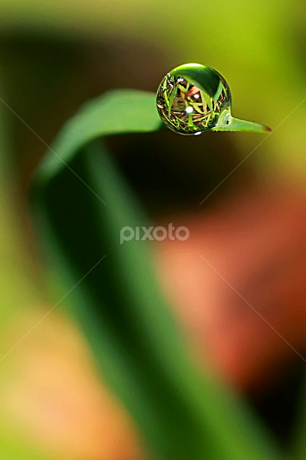 by Luxmen 46 - Nature Up Close Natural Waterdrops