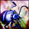 Unknown beetle?