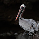 Pelícano pardo (Brown Pelican)