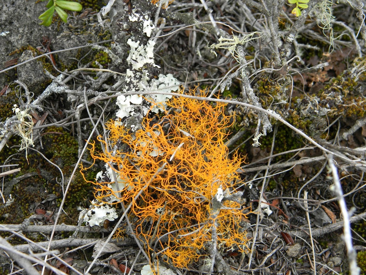 Golden Hair lichen