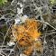 Golden Hair lichen