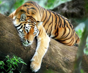 Kids puzzle - Tiger Screenshots 5